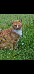 Lost Male Cat last seen Greenhills square, East Kilbride, Scotland G75