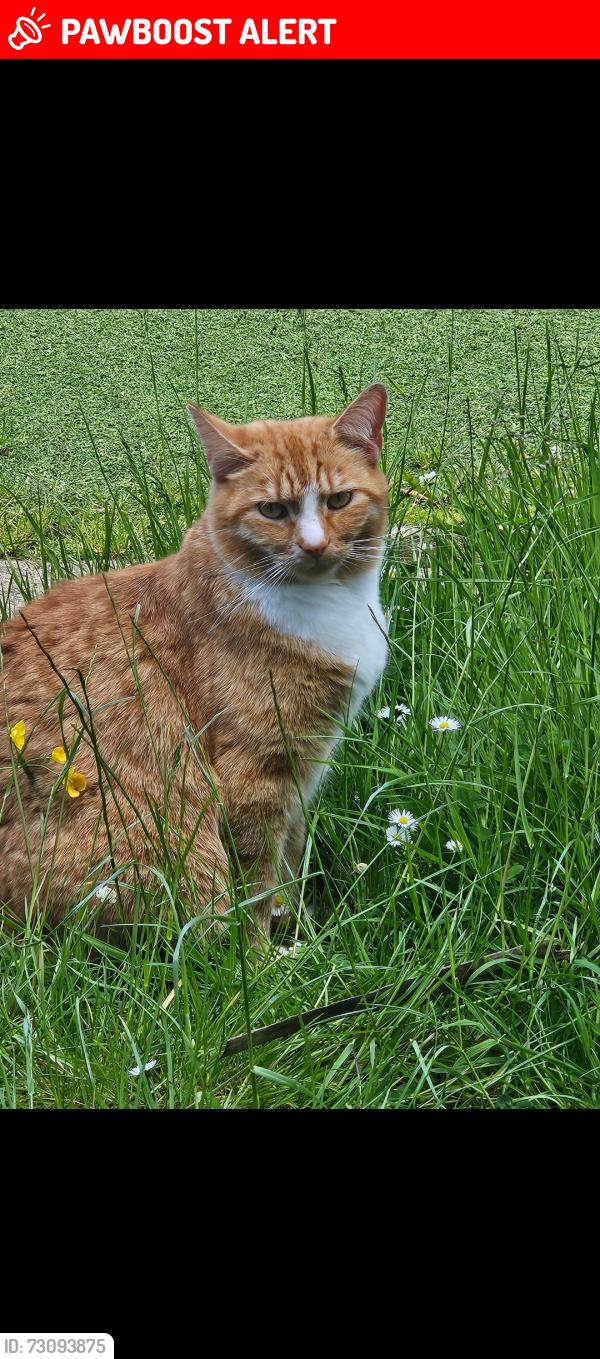 Lost Male Cat last seen Greenhills square, East Kilbride, Scotland G75