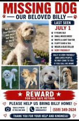 Lost Male Dog last seen Ashland and sunnyside, Clovis, CA 93612