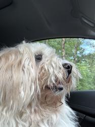 Found/Stray Female Dog last seen Route 143 and Wawa, Williamsburg, VA 23185
