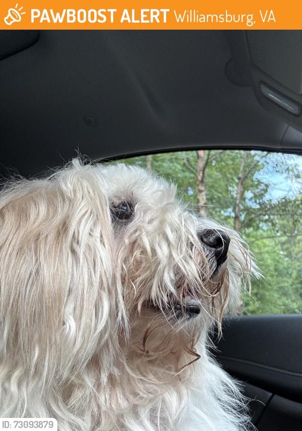 Found/Stray Female Dog last seen Route 143 and Wawa, Williamsburg, VA 23185