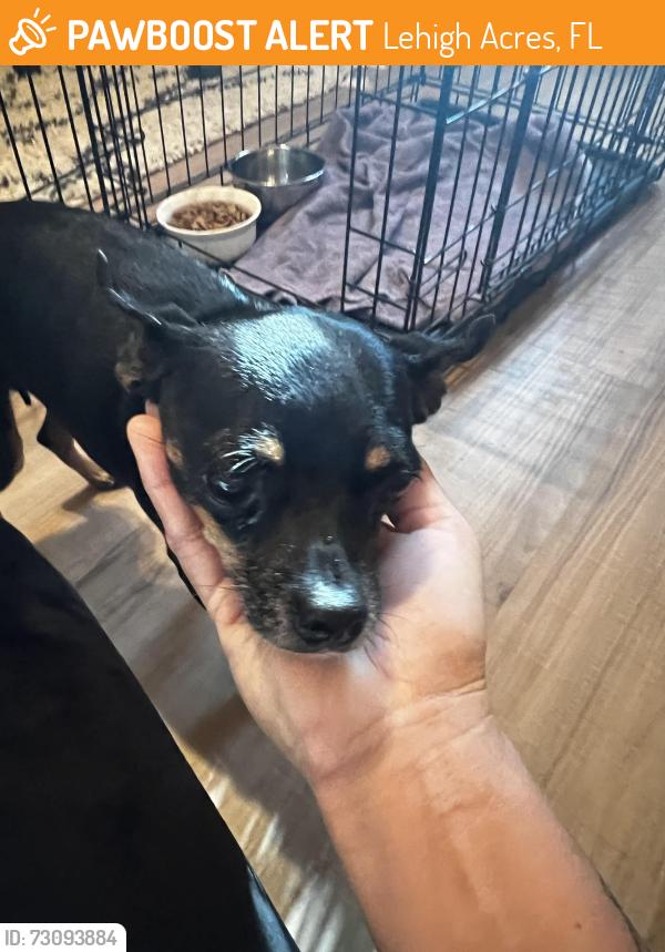 Found/Stray Female Dog last seen Karlow ave and sunrise, Lehigh Acres, FL 33974