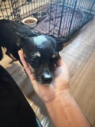 Found/Stray Female Dog last seen Karlow ave and sunrise, Lehigh Acres, FL 33974