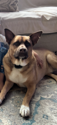 Reunited Male Dog last seen Burnt Bridge Subdivision - Spring Ridge Dr, Cumming GA 30028 , Cumming, GA 30028
