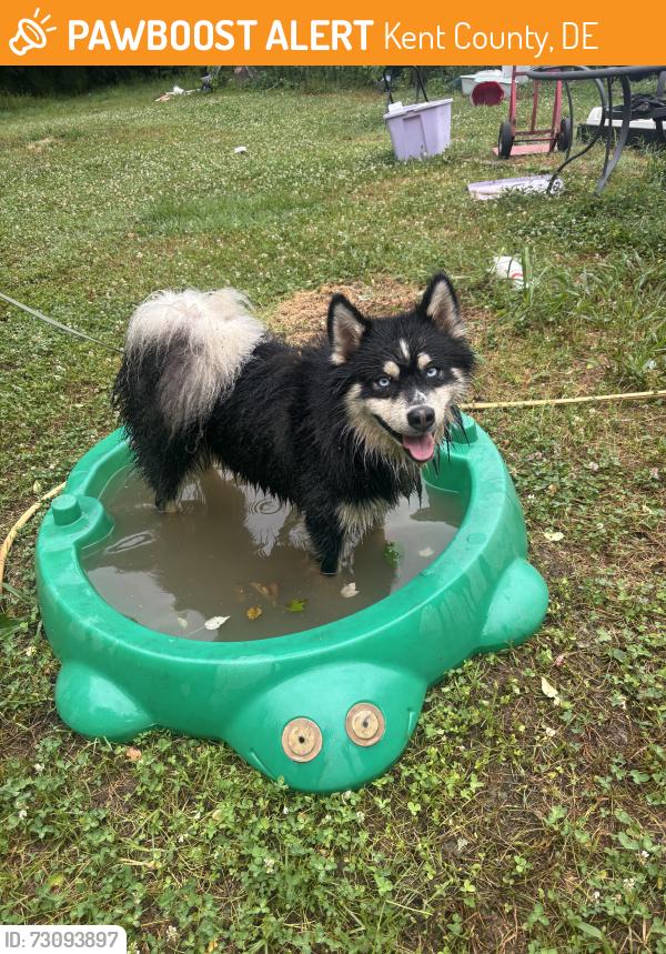 Found/Stray Unknown Dog last seen Hopewell Dr, Kent County, DE 19938