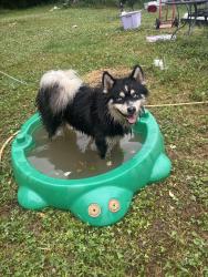 Found/Stray Unknown Dog last seen Hopewell Dr, Kent County, DE 19938