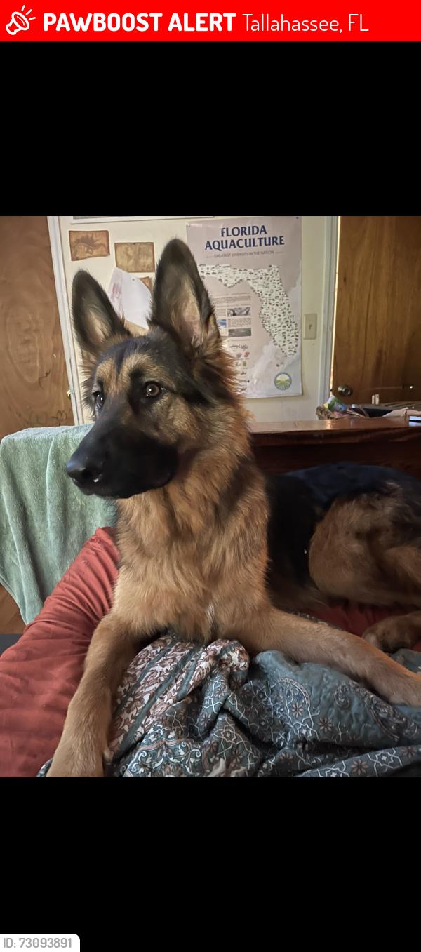 Lost Male Dog last seen Shephard and MLK, Tallahassee, FL 32303