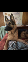 Lost Male Dog last seen Shephard and MLK, Tallahassee, FL 32303