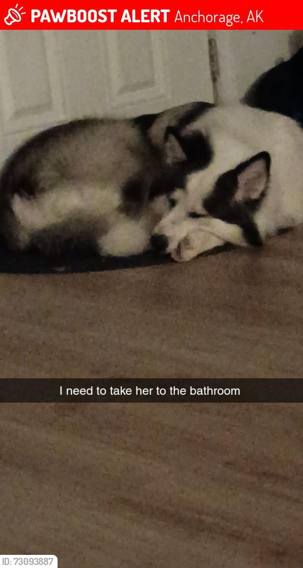 Lost Female Dog last seen Mr prime beef, circle k, lore, sandal, wood,, Anchorage, AK 99507