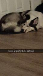 Lost Female Dog last seen Mr prime beef, circle k, lore, sandal, wood,, Anchorage, AK 99507
