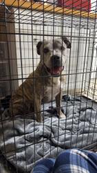 Reunited Male Dog last seen Hyland farms neighborhood off Blanton rd, Pasco County, FL 33523