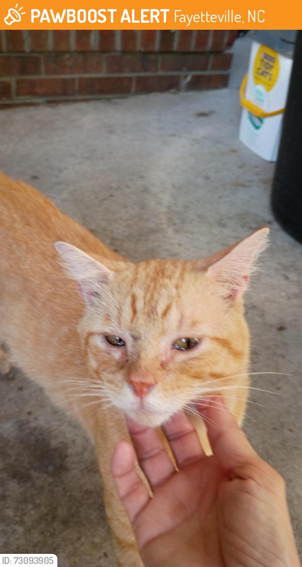 Found/Stray Unknown Cat last seen MacArthur and Sussex, Fayetteville, NC 28311