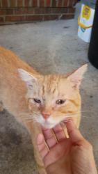 Found/Stray Unknown Cat last seen MacArthur and Sussex, Fayetteville, NC 28311