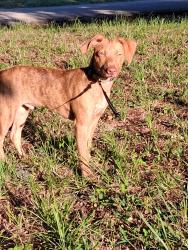 Reunited Male Dog last seen Tuttle and Bahia Vista, Sarasota, FL 34239