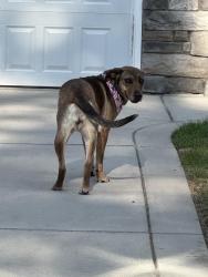Found/Stray Female Dog last seen Terry Sanford, Fairfax ln, Fayetteville, NC 28303