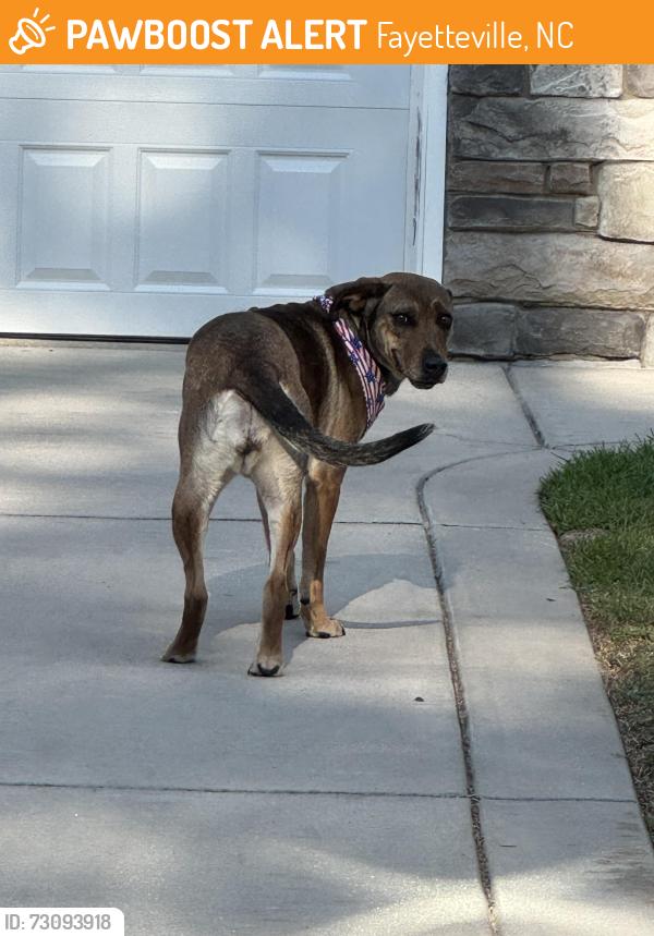 Found/Stray Female Dog last seen Terry Sanford, Fairfax ln, Fayetteville, NC 28303