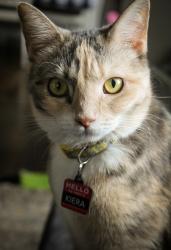Lost Female Cat last seen 30th and Mishawaka ave, South Bend, IN 46615