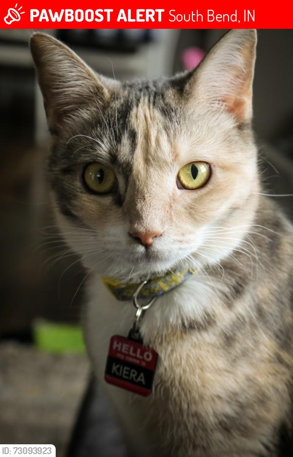 Lost Female Cat last seen 30th and Mishawaka ave, South Bend, IN 46615