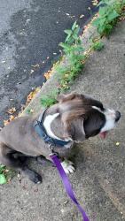 Reunited Male Dog last seen In yard, Pittsburgh, PA 15208