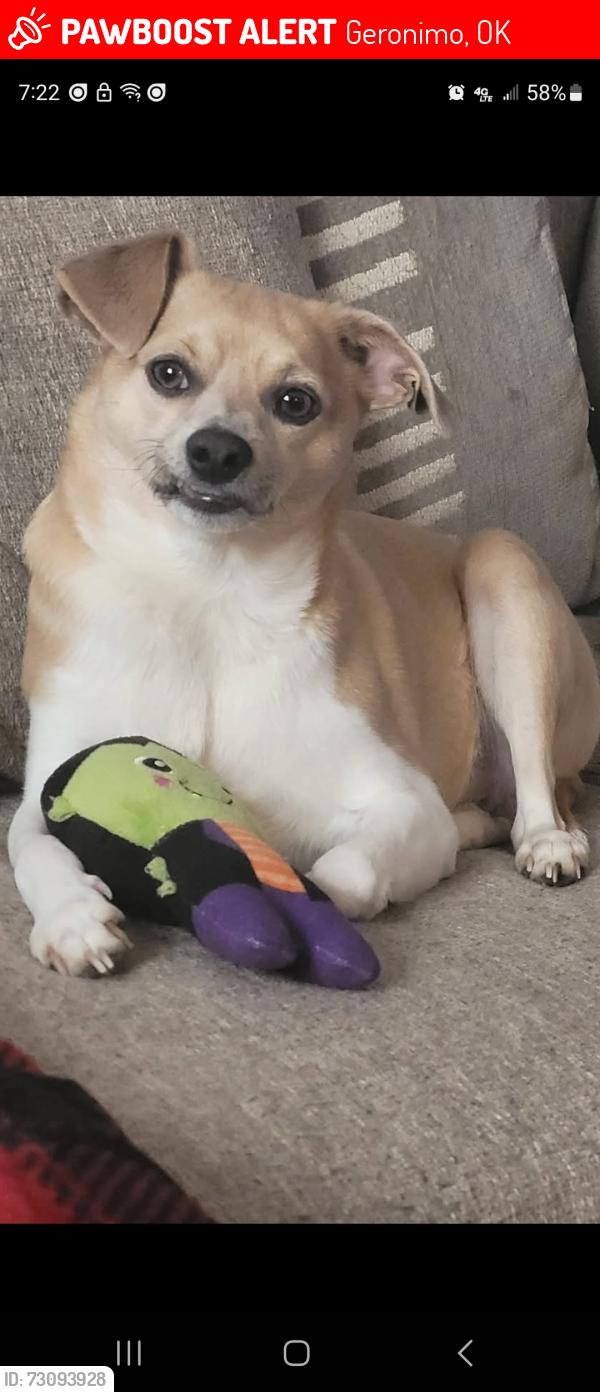 Lost Male Dog last seen Honeywell, Geronimo, OK 73543