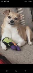 Lost Male Dog last seen Honeywell, Geronimo, OK 73543