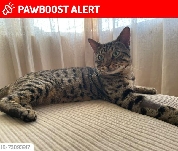 Lost Male Cat last seen Otto Road by the Kennington Cricket nets , Greater London, England SE17 3NW