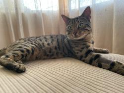 Lost Male Cat last seen Otto Road by the Kennington Cricket nets , Greater London, England SE17 3NW