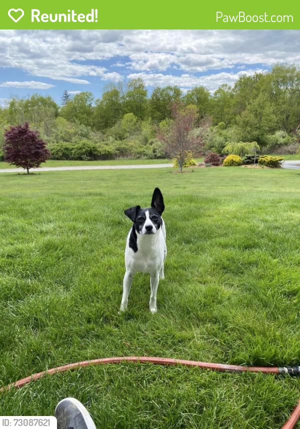 Reunited Male Dog last seen Amity rd, near Luke Hill Rd,  which is the road where thr Bethany middle school is ob, Bethany, CT 06524