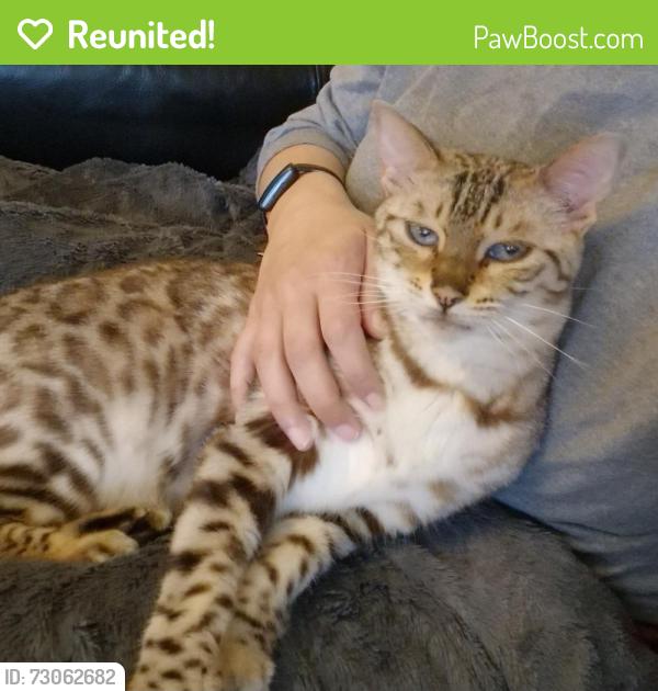 Reunited Male Cat last seen Unknown, Greater London, England TW3
