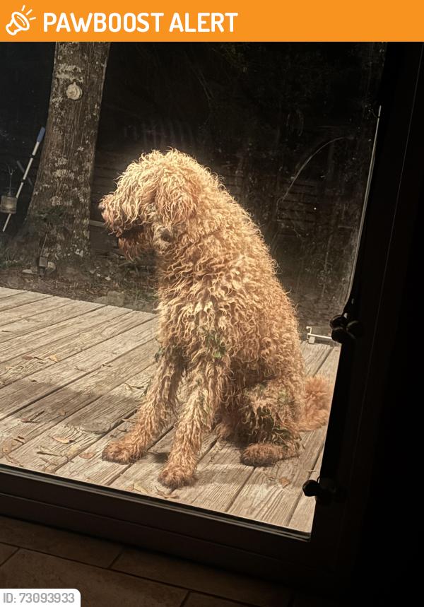 Found/Stray Male Dog last seen Casey Lane, Escambia County, FL 32533