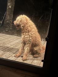 Found/Stray Male Dog last seen Casey Lane, Escambia County, FL 32533