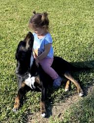 Reunited Female Dog last seen Coolidge dr near P Street (Deer Park), Deer Park, TX 77536