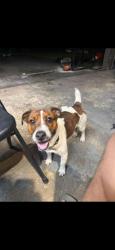 Reunited Male Dog last seen Main st, Woodbridge Township, NJ 08863