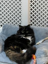 Reunited Female Cat last seen Whittington Rd, London, UK, Greater London, England 