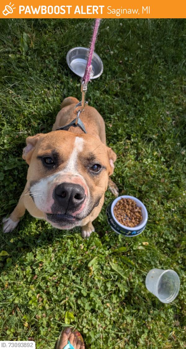 Found/Stray Male Dog last seen Delaware Street, Saginaw, MI 48602