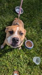 Found/Stray Male Dog last seen Delaware Street, Saginaw, MI 48602