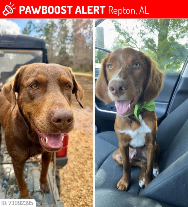 Lost Male Dog last seen Monroe/Conecuh County, AL., Repton, AL 36475