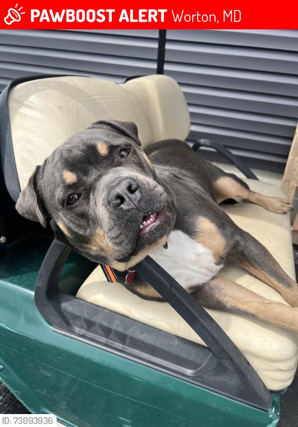 Lost Male Dog last seen Near, Worton, MD 21678