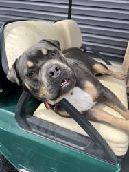 Lost Male Dog last seen Near, Worton, MD 21678
