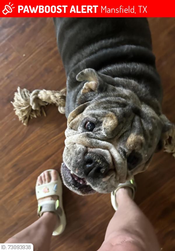 Lost Female Dog last seen Debbie, Mansfield, TX 76063