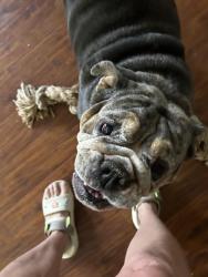Lost Female Dog last seen Debbie, Mansfield, TX 76063