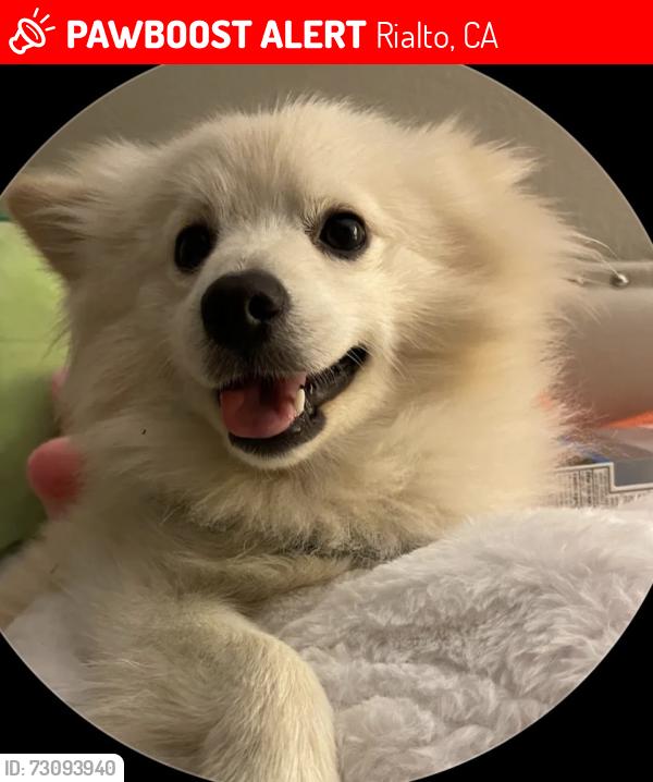 Lost Male Dog last seen W sunrise DR At Fergusson park, Rialto, CA 92377