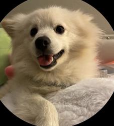 Lost Male Dog last seen W sunrise DR At Fergusson park, Rialto, CA 92377