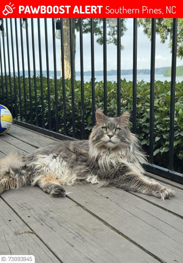 Lost Male Cat last seen Hyland Hills Golf Club, Southern Pines, NC 28387
