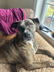 Lost Female Dog last seen In backyard by our woods., Brentwood, NH 03833