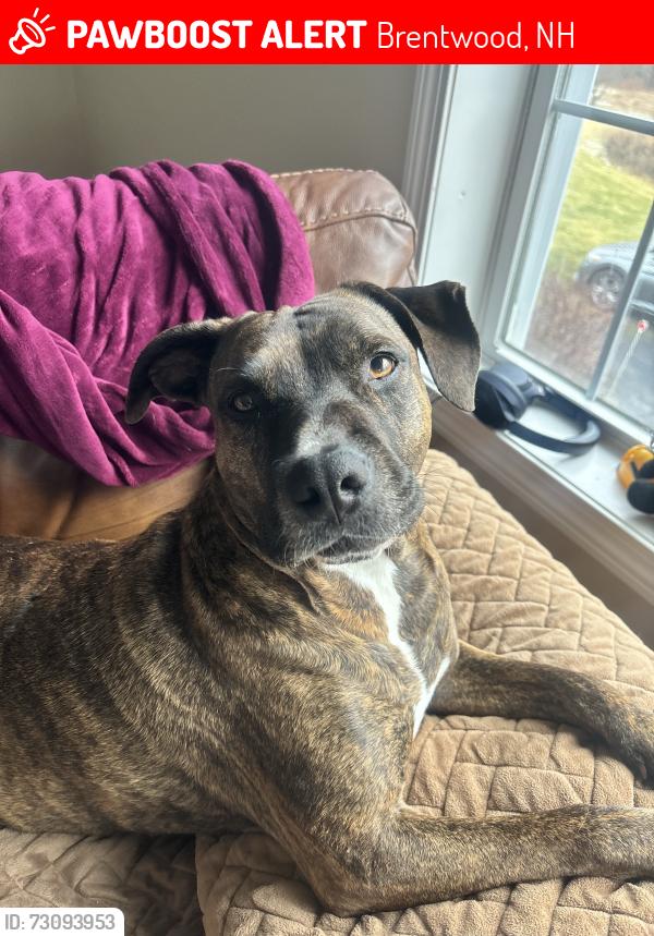 Lost Female Dog last seen In backyard by our woods., Brentwood, NH 03833