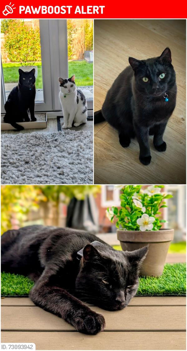 Lost Male Cat last seen The Weir Public hse , Walton-on-Thames, England 
