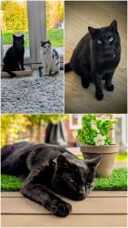 Lost Male Cat last seen The Weir Public hse , Walton-on-Thames, England 