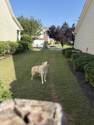 Found/Stray Unknown Dog last seen Cul-de-sac at end of fox den lane, Simpsonville, SC 29681