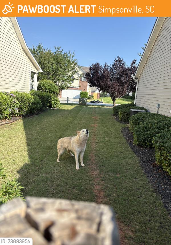 Found/Stray Unknown Dog last seen Cul-de-sac at end of fox den lane, Simpsonville, SC 29681
